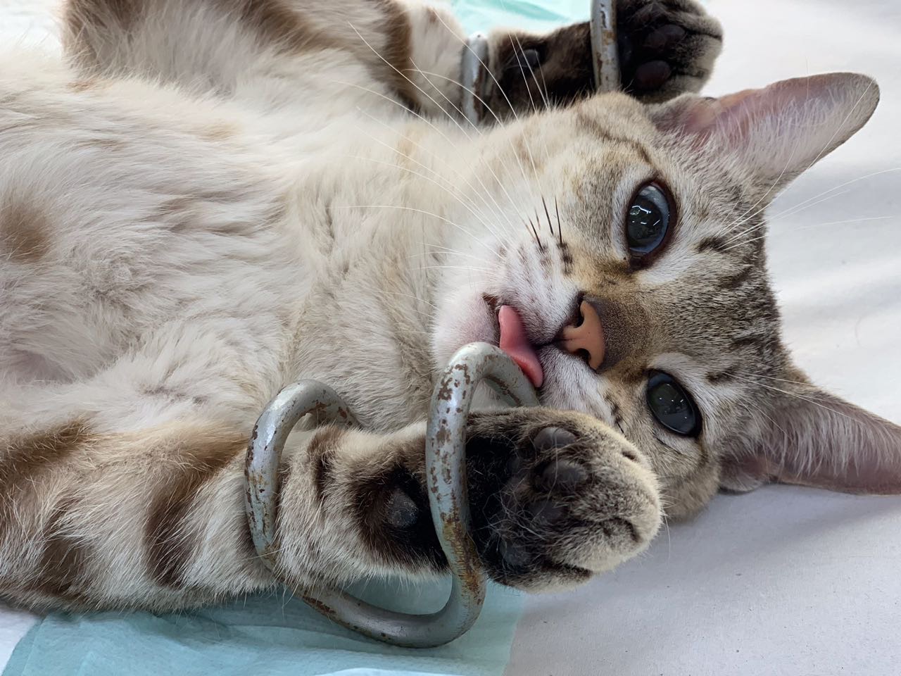Gato atendido pela APAMA