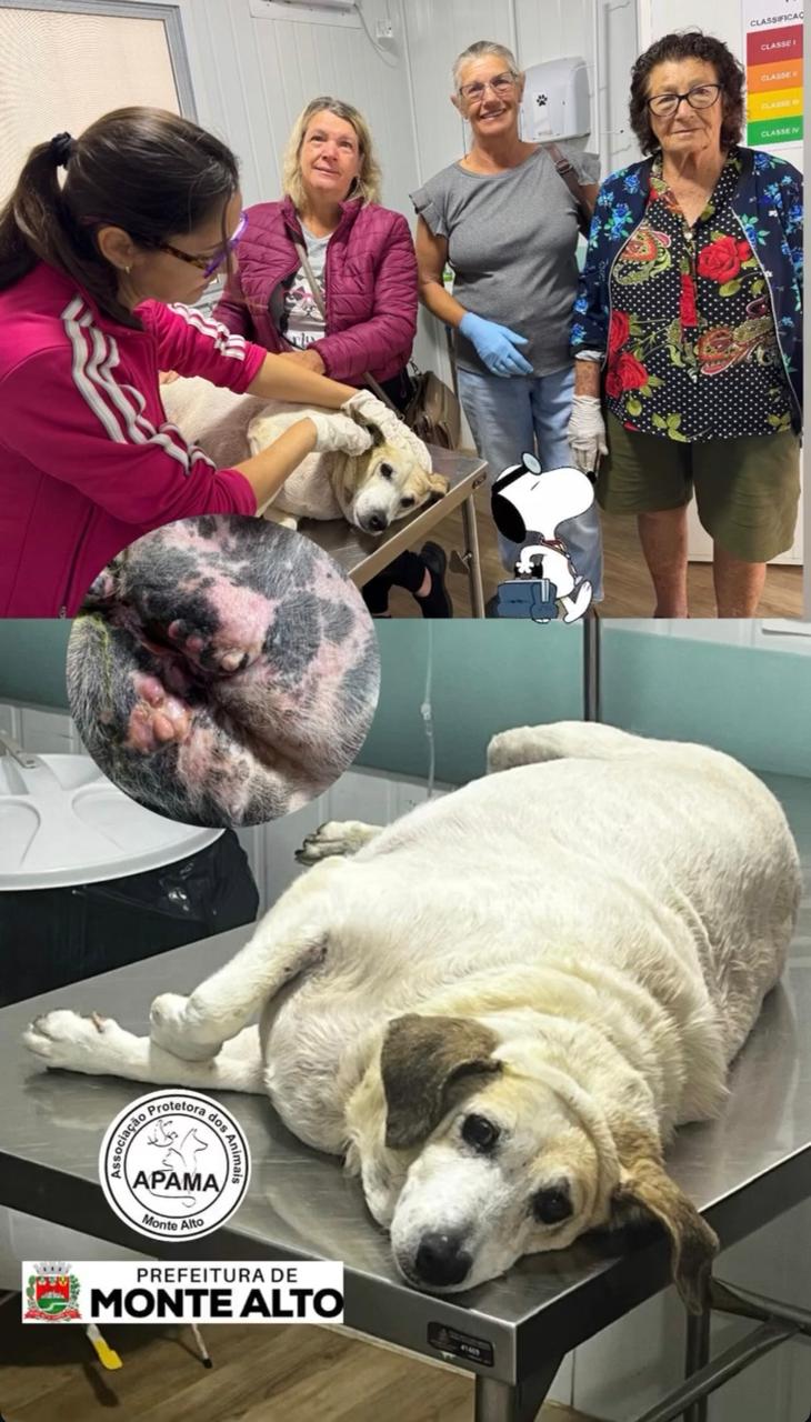 Atendimento veterinário realizado pela APAMA